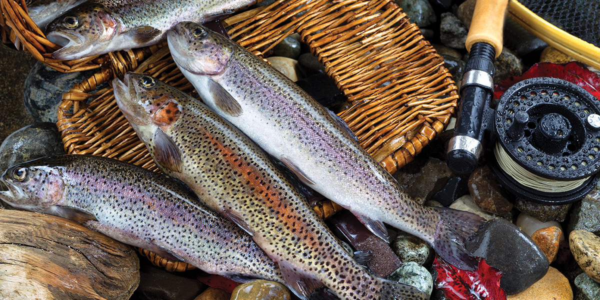 trout basket
