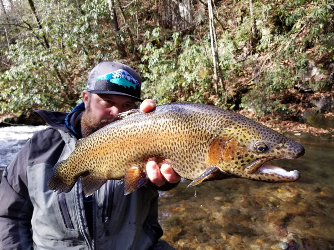 Yellow spotted fish