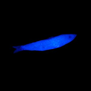 8042 Atlas Mike’s UV Enhancer – Blue