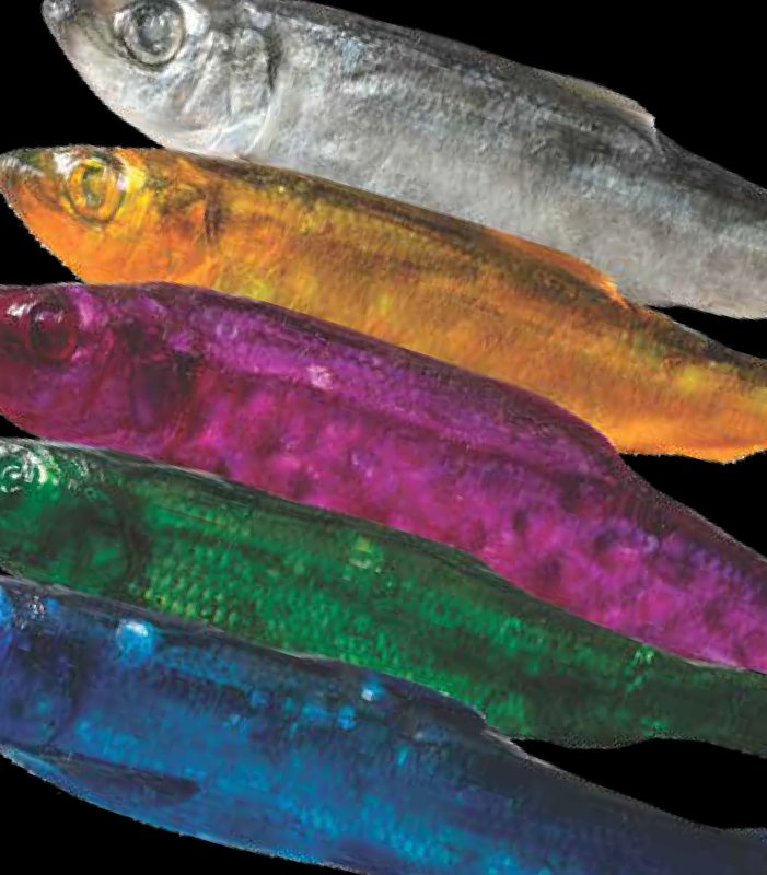 dyed fish