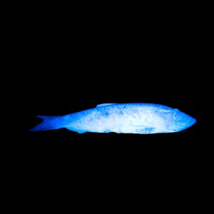 8041 Atlas Mike’s UV Enhancer – Natural