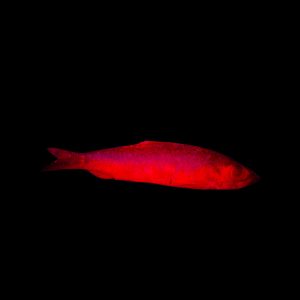 8040 Atlas Mike’s UV Enhancer – Pink